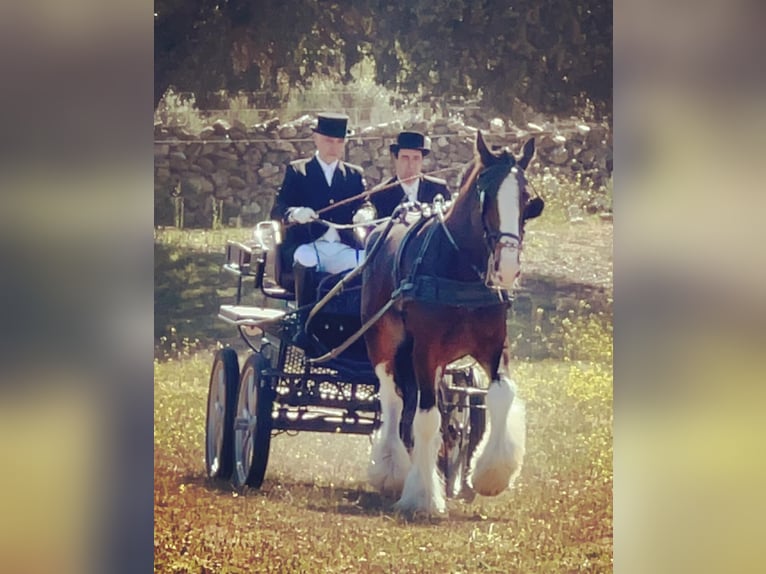 Shire Horse Étalon 8 Ans 185 cm Bai in Yecla De Yeltes