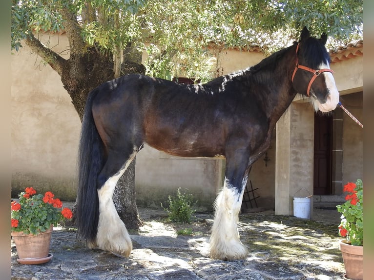 Shire Horse Étalon 8 Ans 185 cm Bai in Yecla De Yeltes