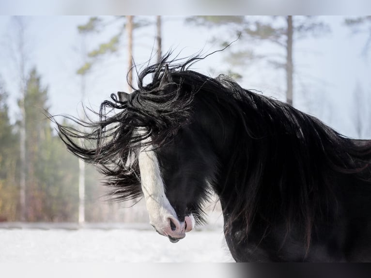 Shire Horse Étalon 8 Ans 190 cm Noir in Keminmaa