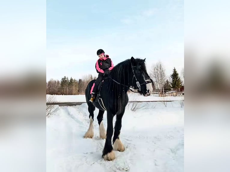 Shire Horse Étalon 8 Ans 190 cm Noir in Keminmaa