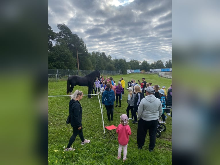 Shire Horse Étalon 8 Ans 190 cm Noir in Keminmaa