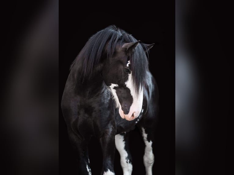 Shire Horse Étalon 8 Ans Noir in Kolberg