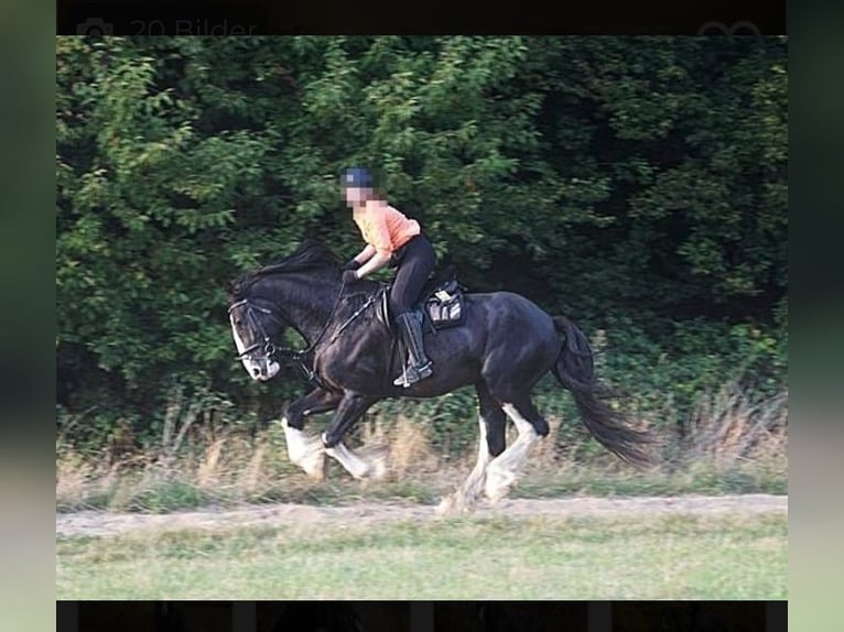 Shire Horse Étalon Noir in Oftringen