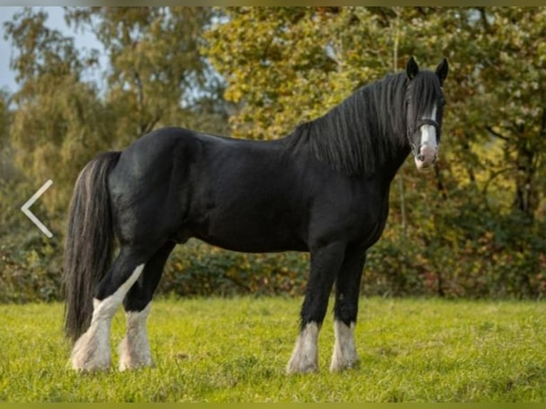 Shire Horse Étalon Noir in Oftringen