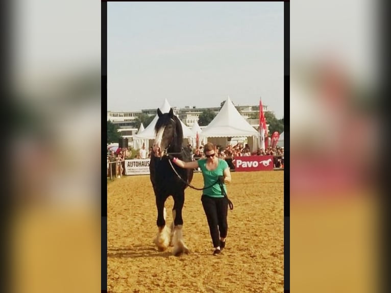 Shire Horse Étalon Noir in Oftringen