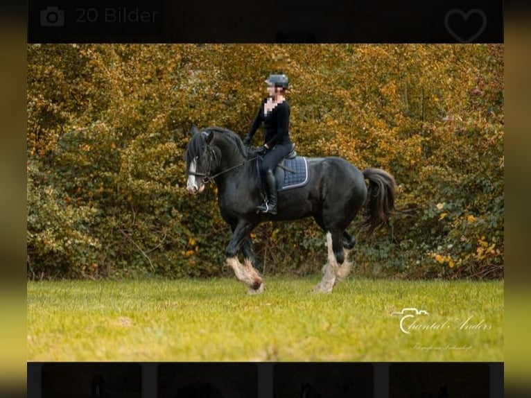 Shire Horse Étalon Noir in Oftringen