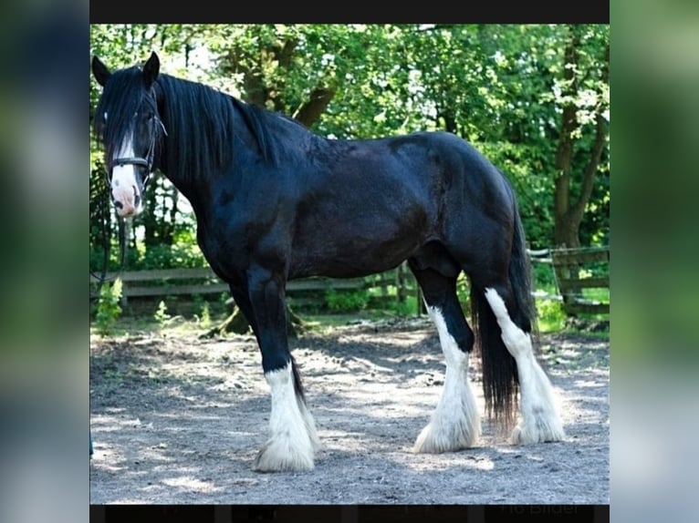 Shire Horse Étalon Noir in Oftringen