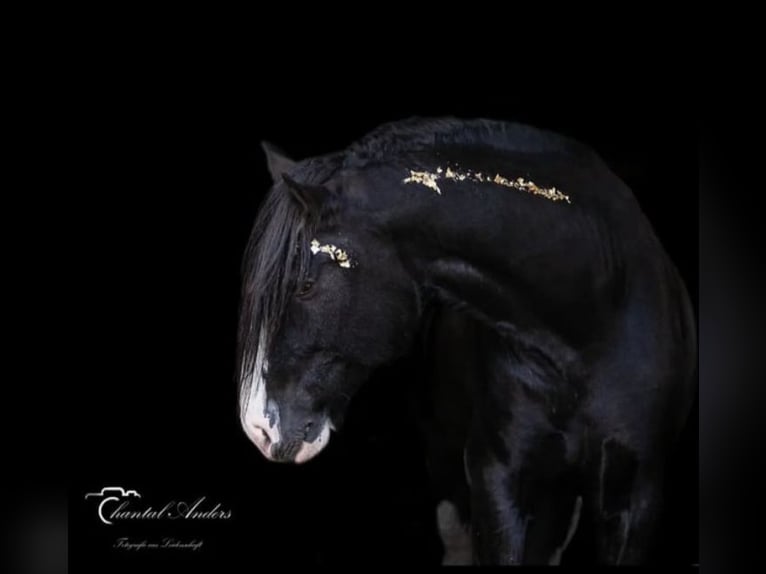 Shire Horse Étalon Noir in Oftringen