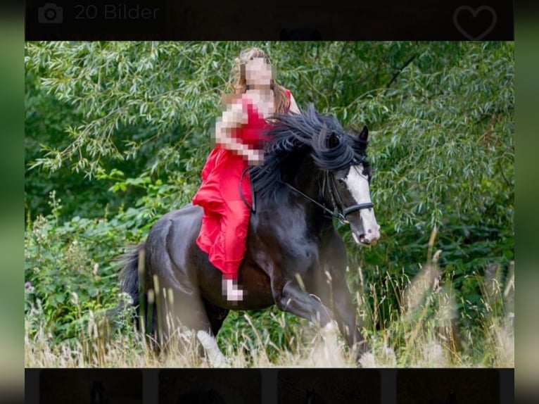 Shire Horse Étalon Noir in Oftringen