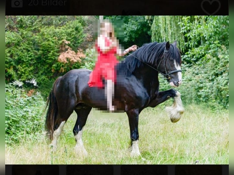 Shire Horse Étalon Noir in Oftringen