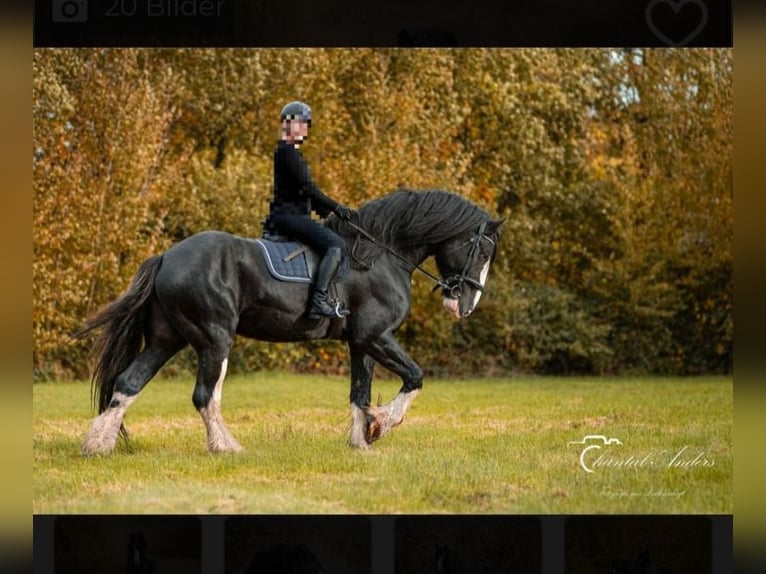 Shire Horse Étalon Noir in Oftringen