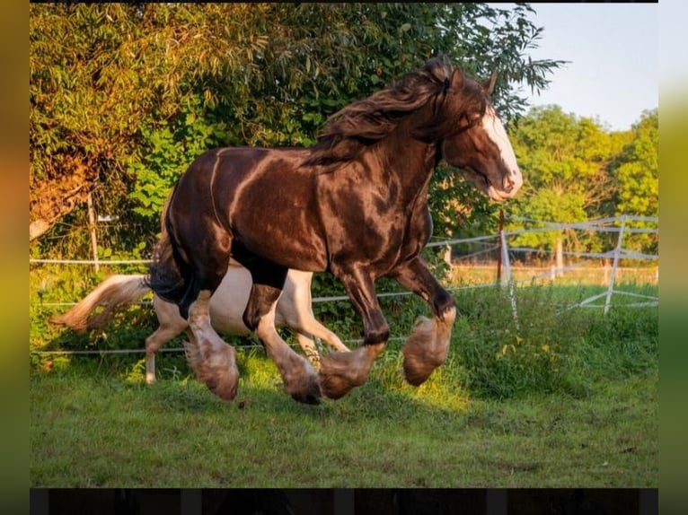 Shire Horse Étalon Noir in Oftringen