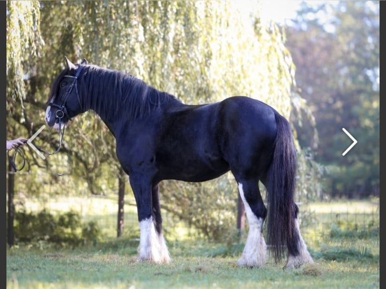 Shire Horse Étalon Noir in Oftringen