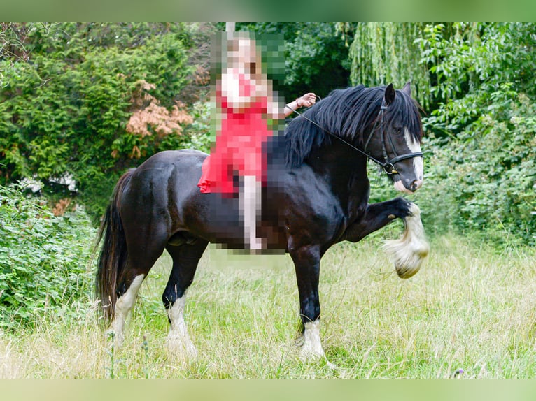 Shire Horse Étalon Noir in Essen