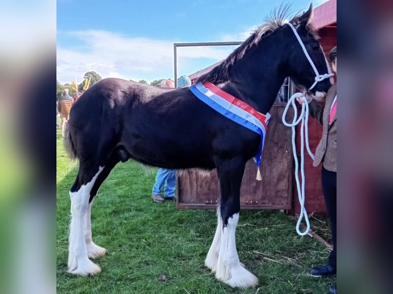 Shire Horse Étalon Noir in Taunton
