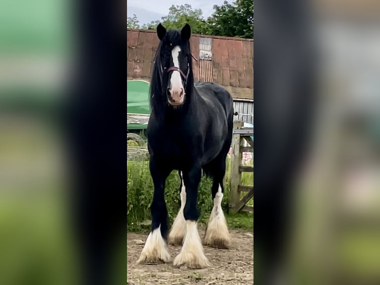 Shire Horse Étalon Noir in Taunton