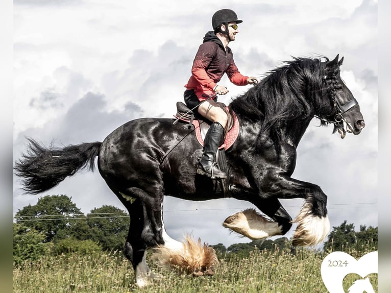 Shire Horse Étalon Noir in Taunton