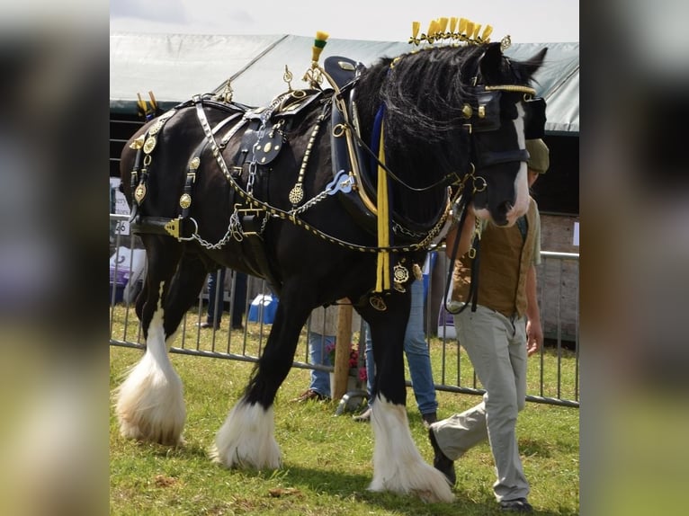 Shire Horse Étalon Noir in Taunton