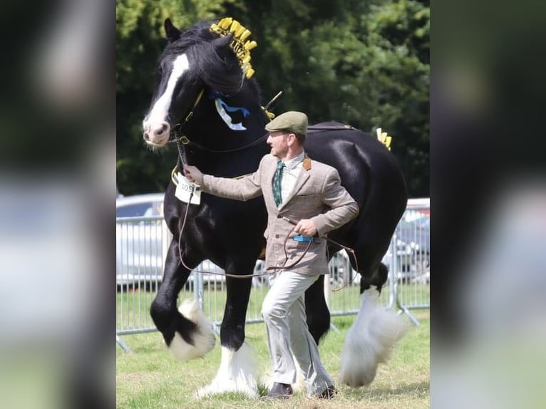 Shire Horse Étalon Noir in Taunton