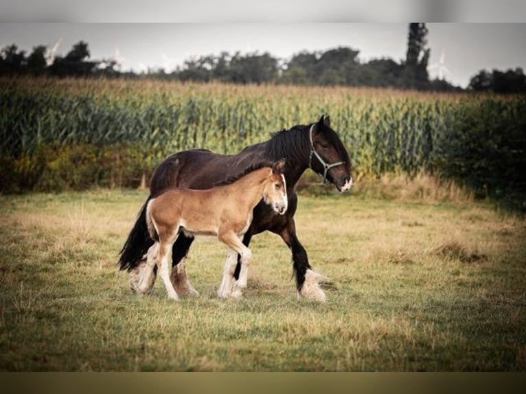 Shire Horse Étalon Poulain (06/2024) 180 cm in Bippen