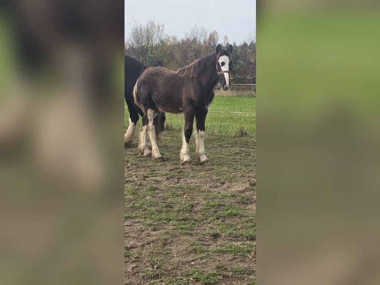 Shire Horse Étalon Poulain (05/2025) 180 cm Noir in Obr&#x105;b
