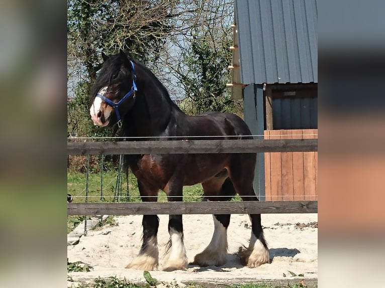Shire Horse Étalon Poulain (04/2025) Bai in Friedeburg