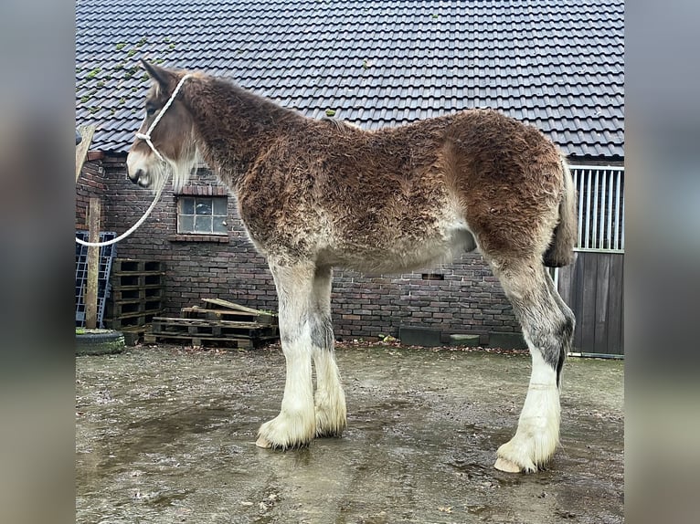 Shire Horse Étalon Poulain (04/2025) Bai in Friedeburg