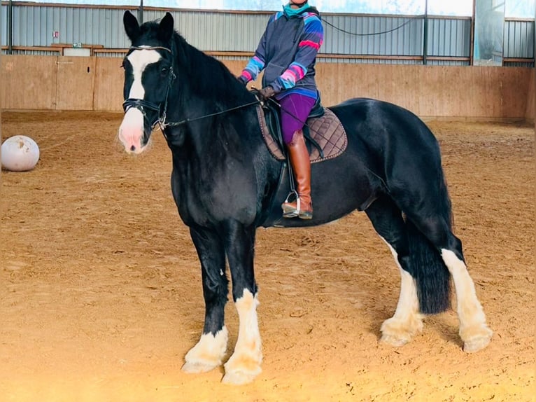 Shire Horse Gelding 10 years 18 hh Black in IserlohnIserlohn