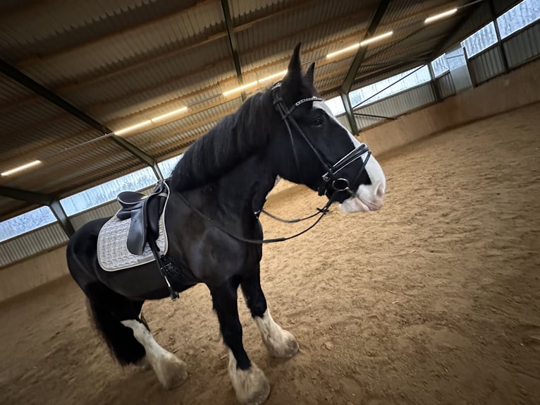 Shire Horse Gelding 10 years 18 hh Black in IserlohnIserlohn