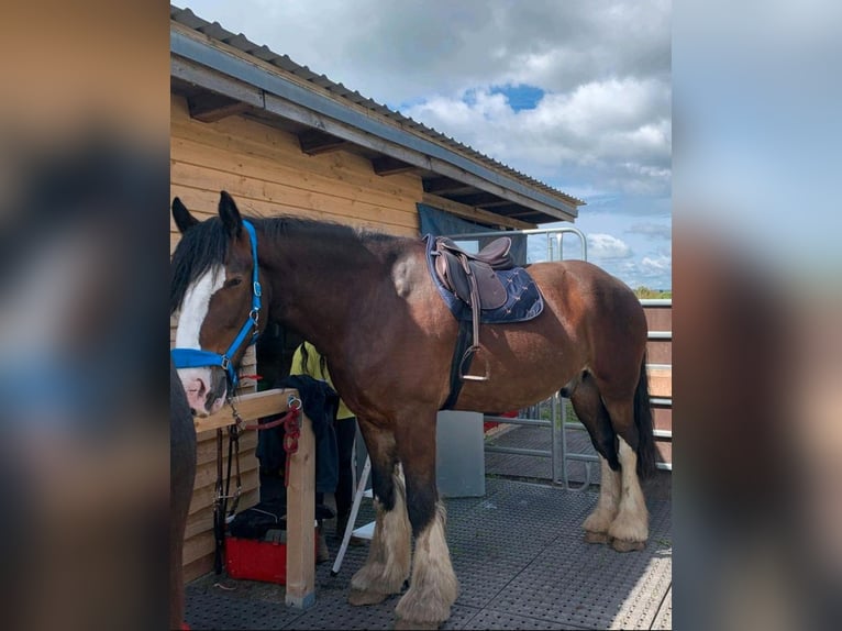 Shire Horse Gelding 10 years 18,1 hh Brown in Sachsen anhalt