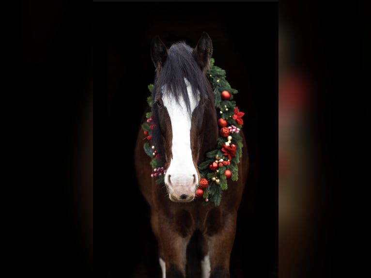Shire Horse Gelding 10 years 18,1 hh Brown in Sachsen anhalt
