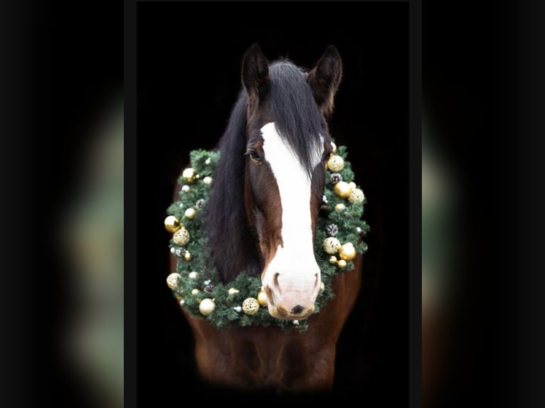 Shire Horse Gelding 10 years 18,1 hh Brown in Sachsen anhalt