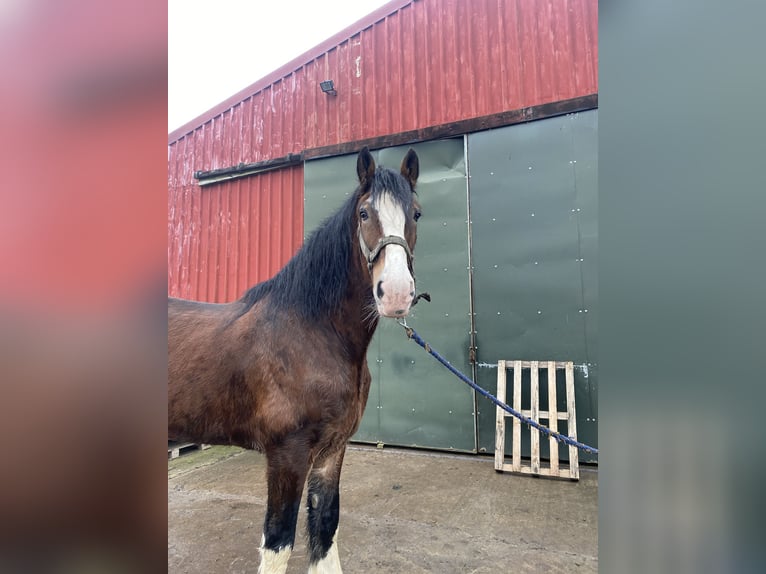 Shire Horse Gelding 11 years 18 hh Bay in York