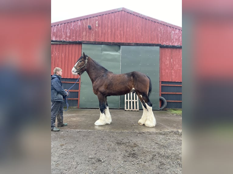 Shire Horse Gelding 11 years 18 hh Bay in York