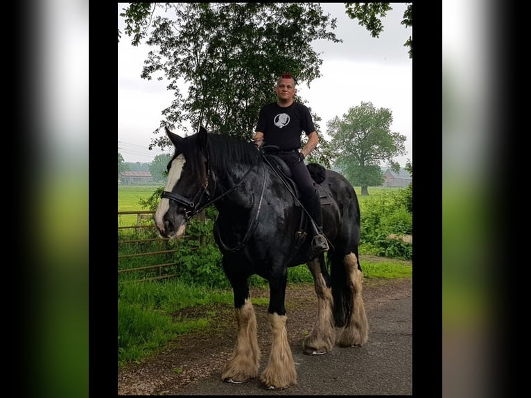 Shire Horse Gelding 11 years 18 hh Black in Hamburg Osdorf