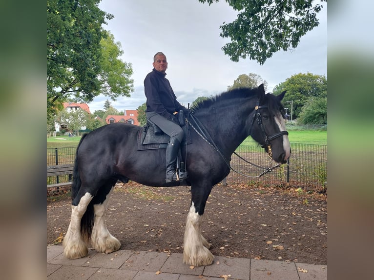 Shire Horse Gelding 11 years 18 hh Black in Hamburg Osdorf