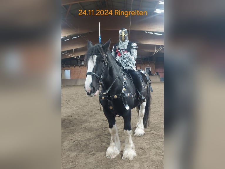 Shire Horse Gelding 11 years 18 hh Black in Hamburg Osdorf