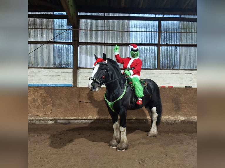 Shire Horse Gelding 11 years 18 hh Black in Hamburg Osdorf