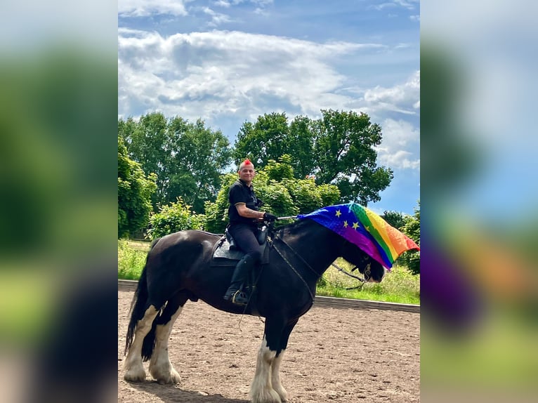 Shire Horse Gelding 11 years 18 hh Black in Hamburg Osdorf