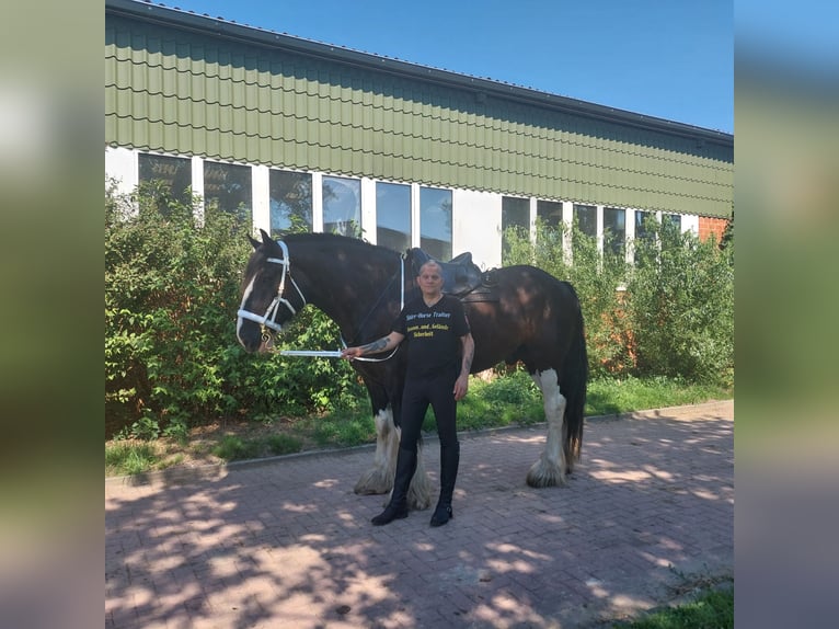 Shire Horse Gelding 11 years 18 hh Black in Hamburg Osdorf