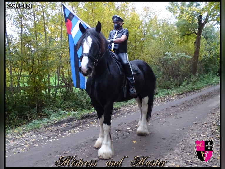 Shire Horse Gelding 11 years 18 hh Black in Hamburg Osdorf