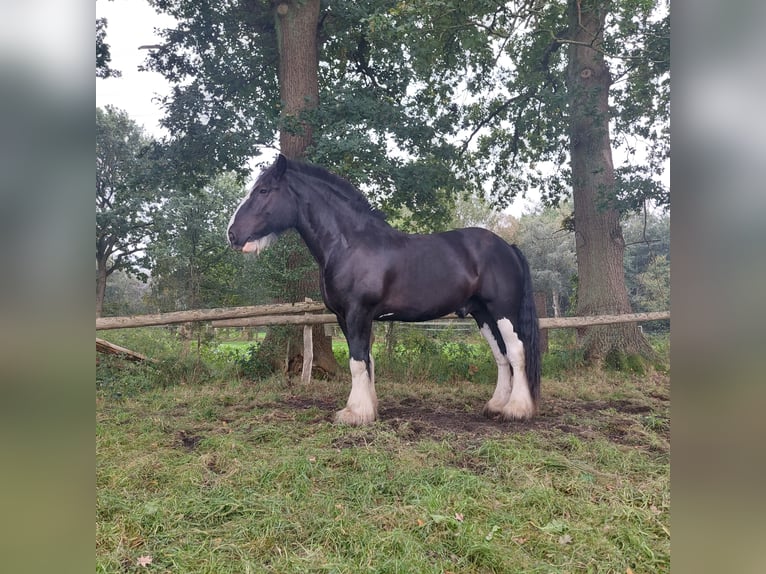 Shire Horse Gelding 11 years 18 hh Black in Hamburg Osdorf