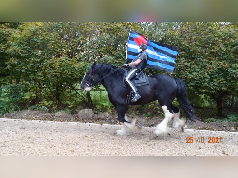 Shire Horse Gelding 11 years 18 hh Black in Hamburg Osdorf