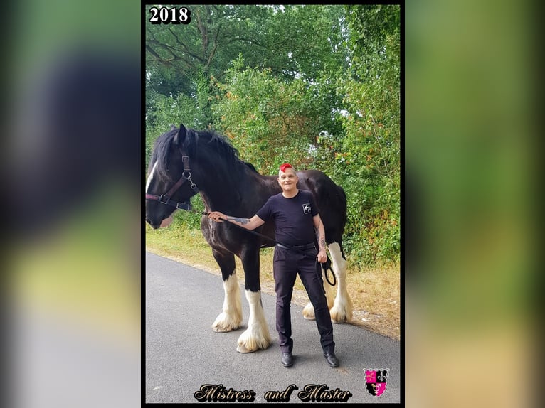 Shire Horse Gelding 11 years 18 hh Black in Hamburg Osdorf