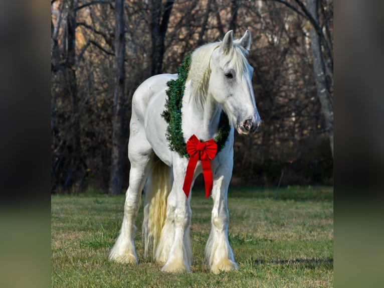 Shire Horse Gelding 11 years 18 hh White in Ewing TX