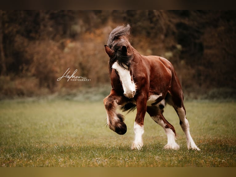 Shire Horse Gelding 11 years 18,1 hh Brown in Geuensee