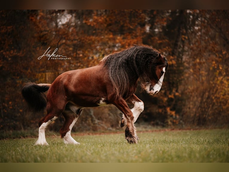 Shire Horse Gelding 11 years 18,1 hh Brown in Geuensee