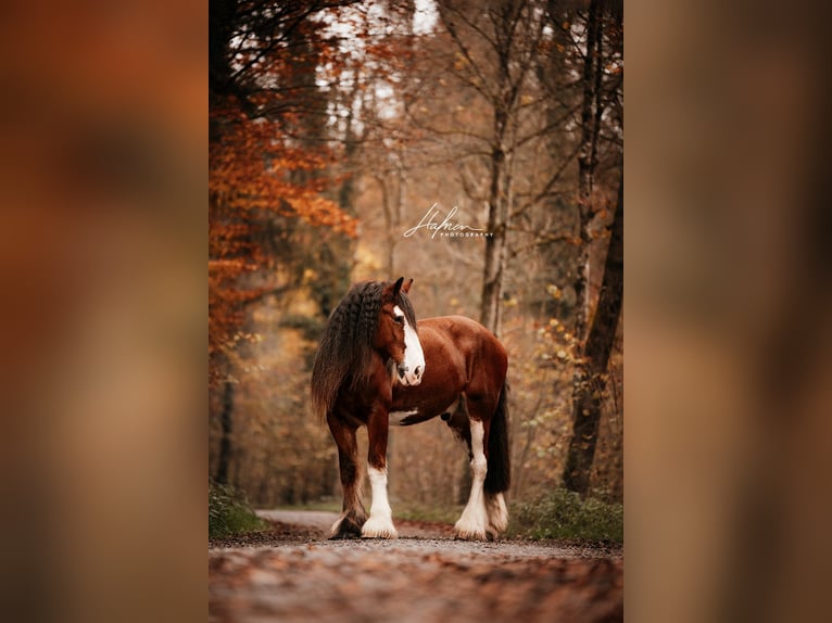 Shire Horse Gelding 11 years 18,1 hh Brown in Geuensee