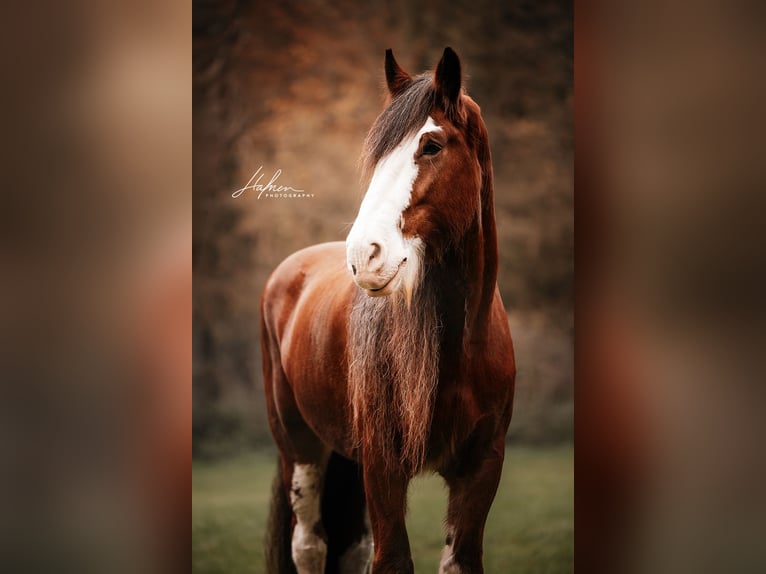Shire Horse Gelding 11 years 18,1 hh Brown in Geuensee