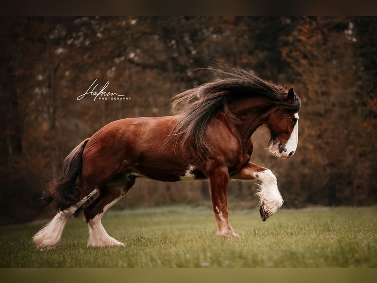 Shire Horse Gelding 11 years 18,1 hh Brown in Geuensee